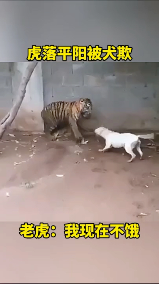 虎落平阳被犬欺啊!