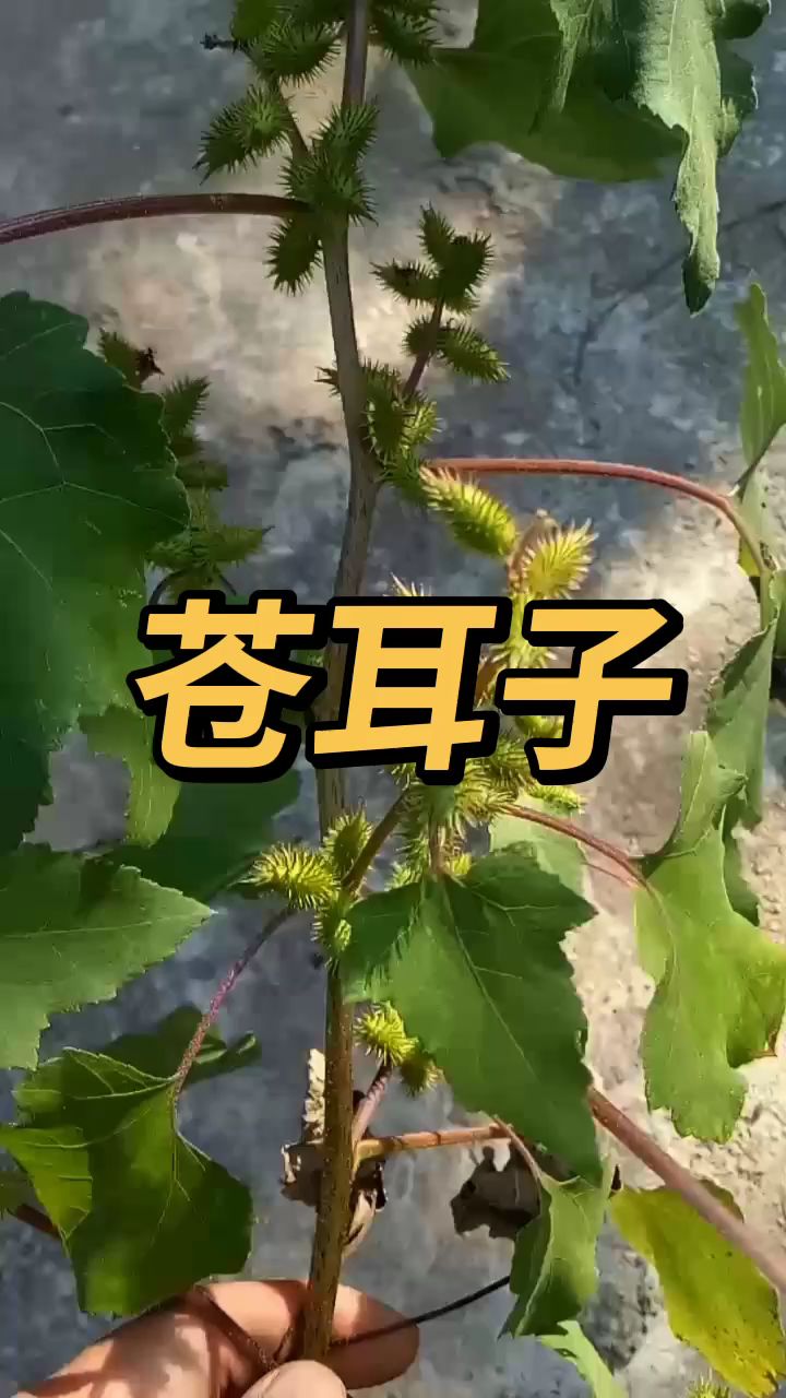 旷野的苍耳图片