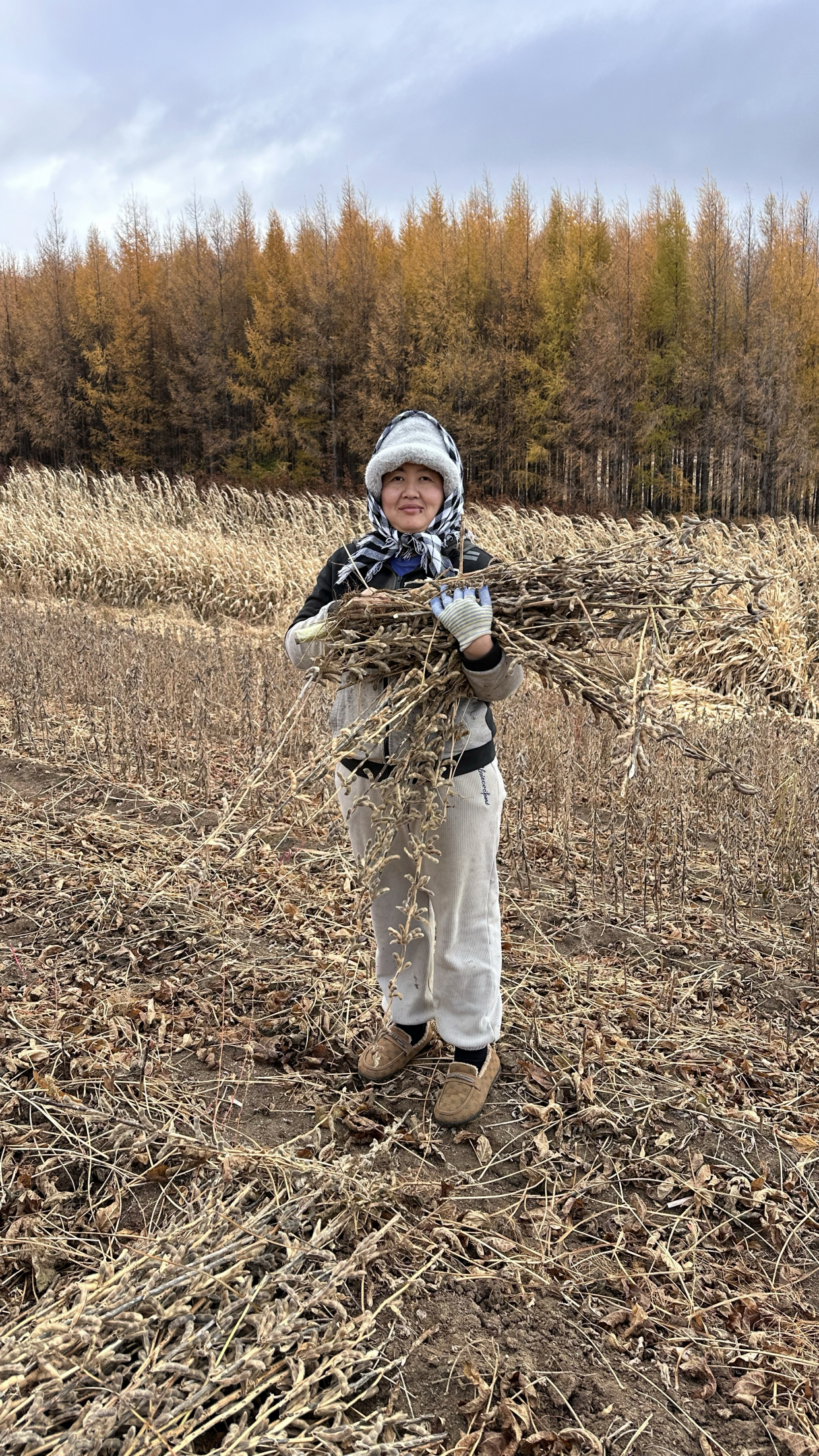 黑龙江大山里的农民忙着秋收