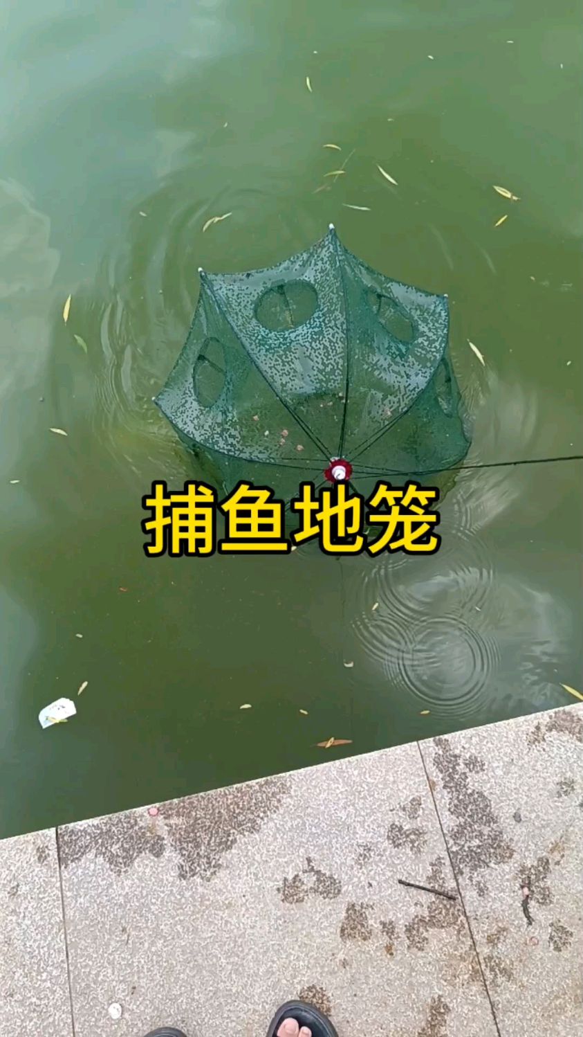 地笼捕鲶鱼技巧图片