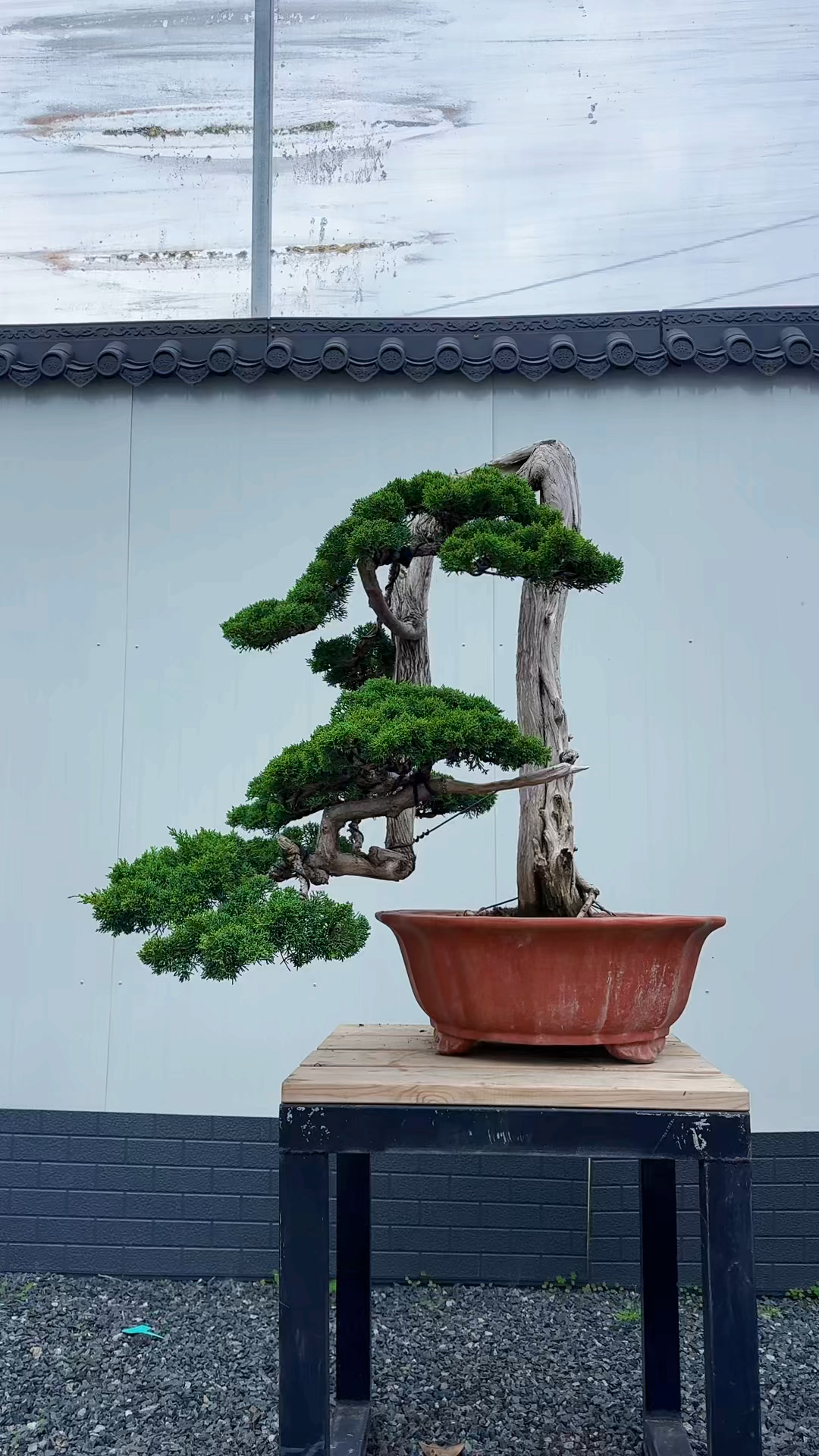 千年松万年柏 适合庭院别墅摆放的四季常青盆景