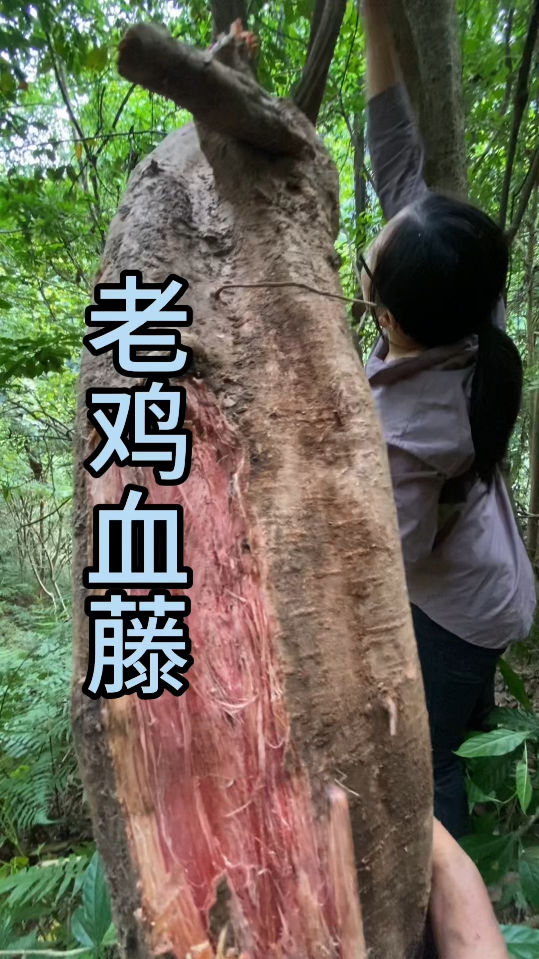 农村生活老鸡血藤假期藤