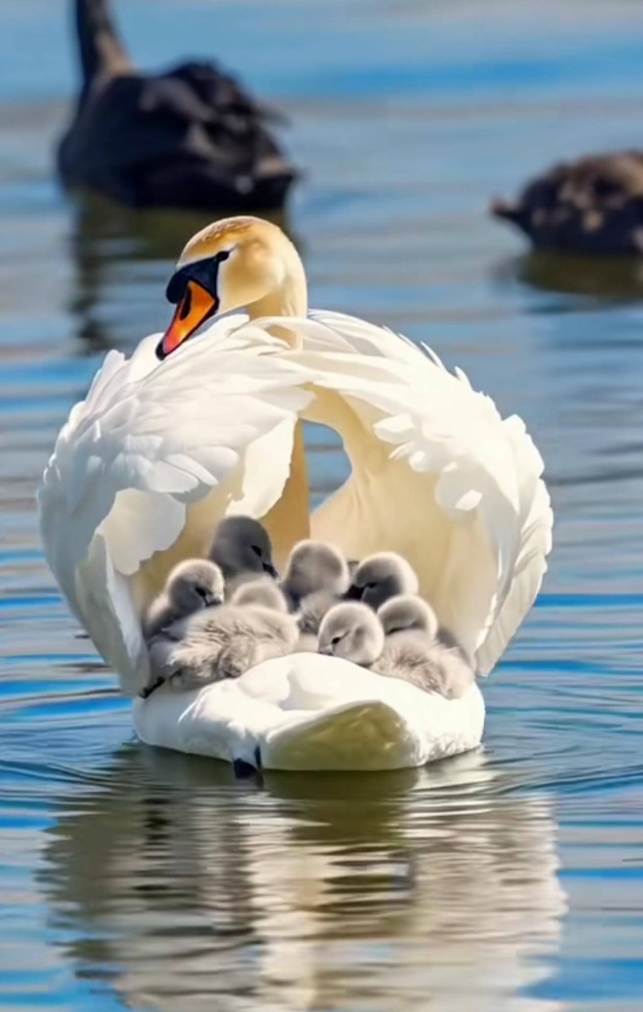 想不明白为什么白天鹅的孩子是灰色的羽毛?