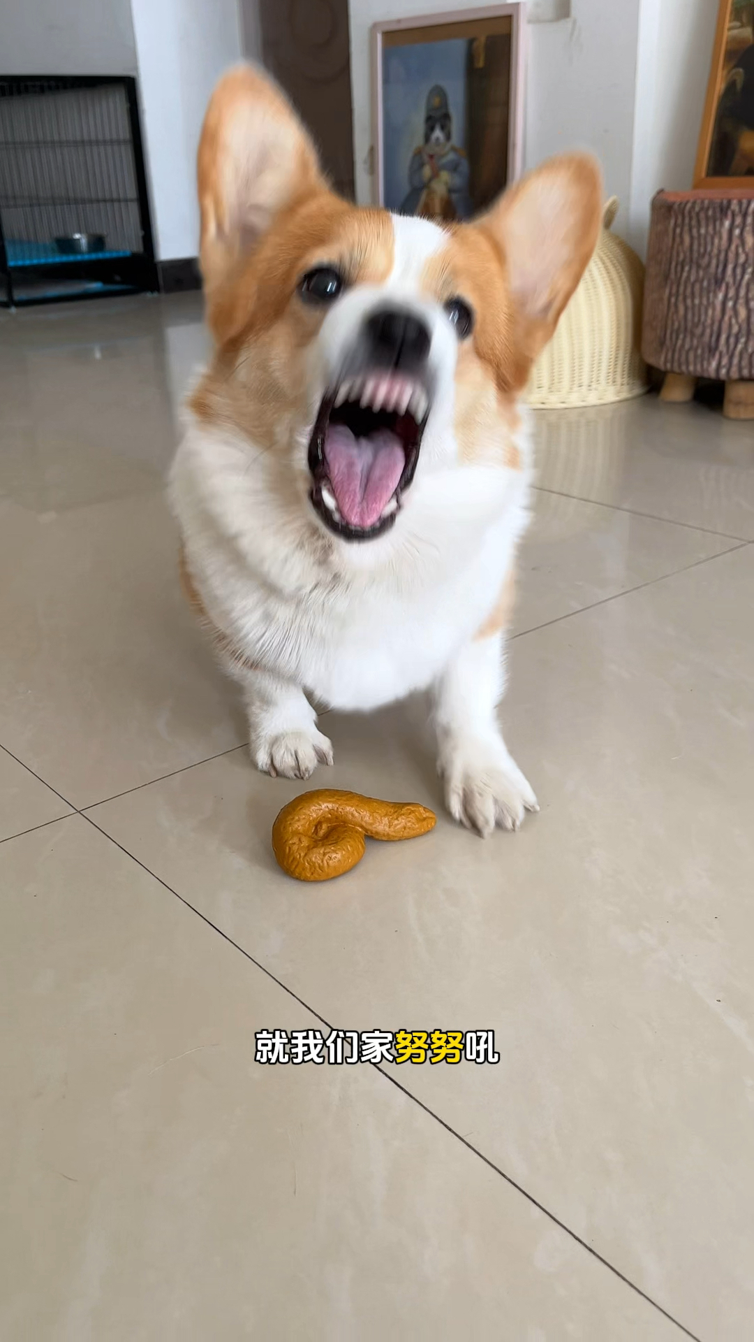 为啥我家狗吃完火龙果之后还护食呢?