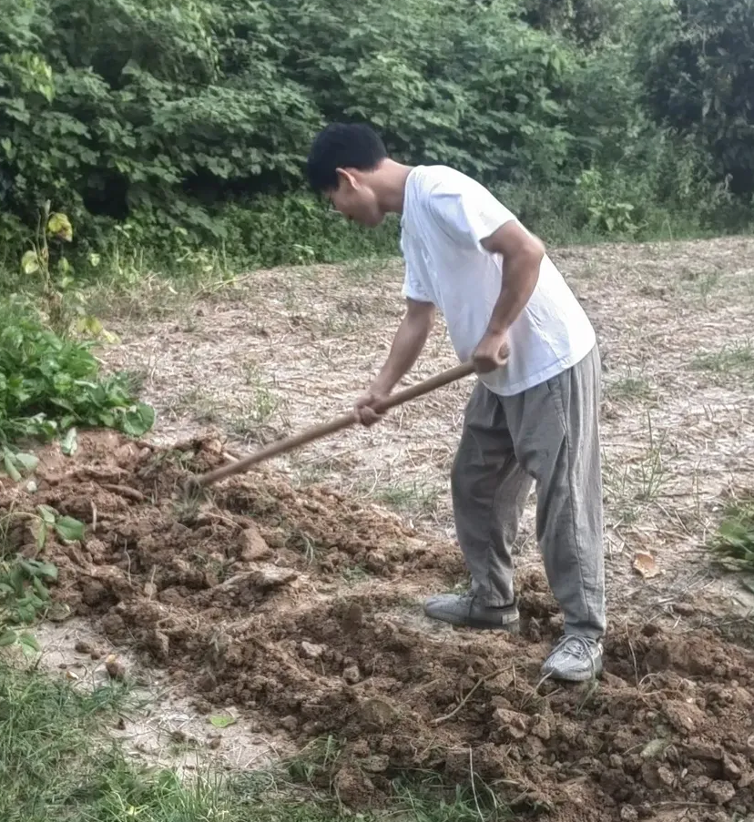 我女婿32岁,是个大学老师,除了工作,最大的兴趣爱好是种菜,锄地