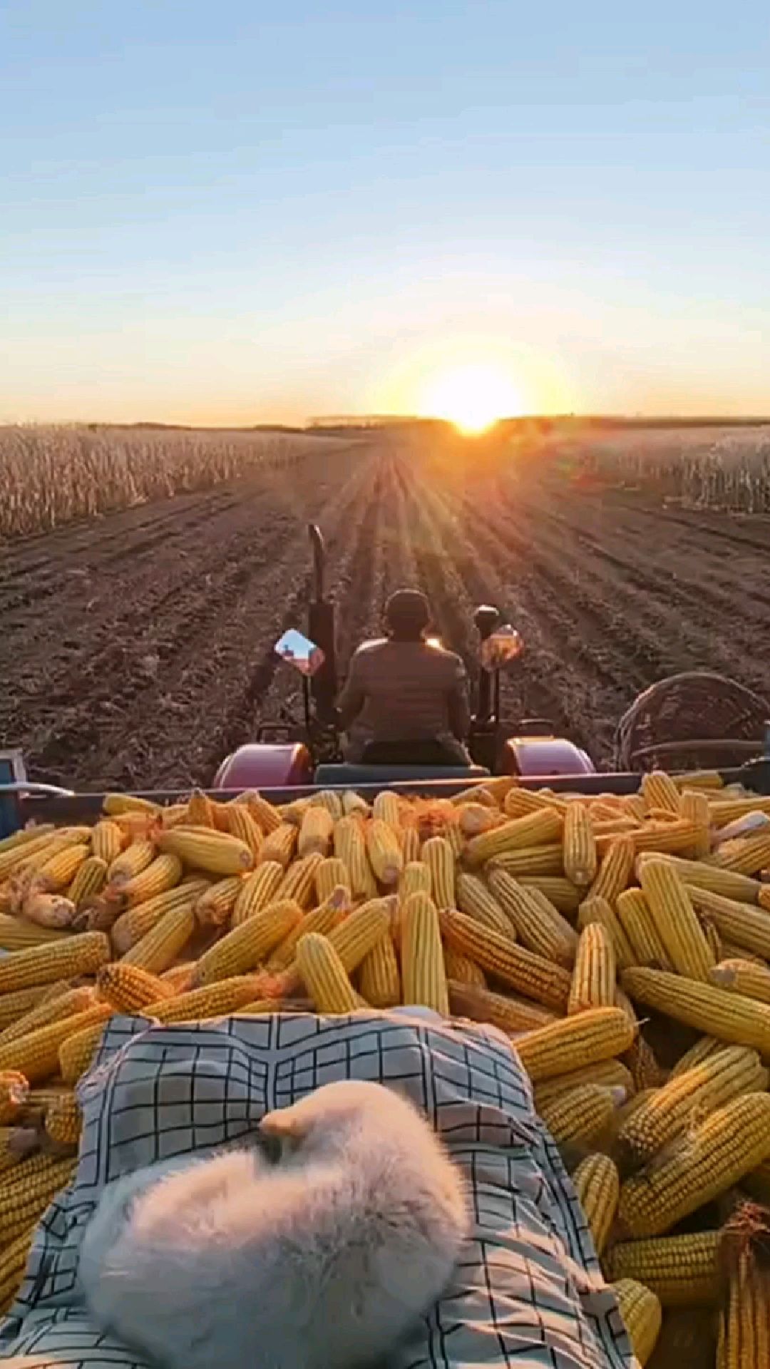 我带你走近东北秋收现场