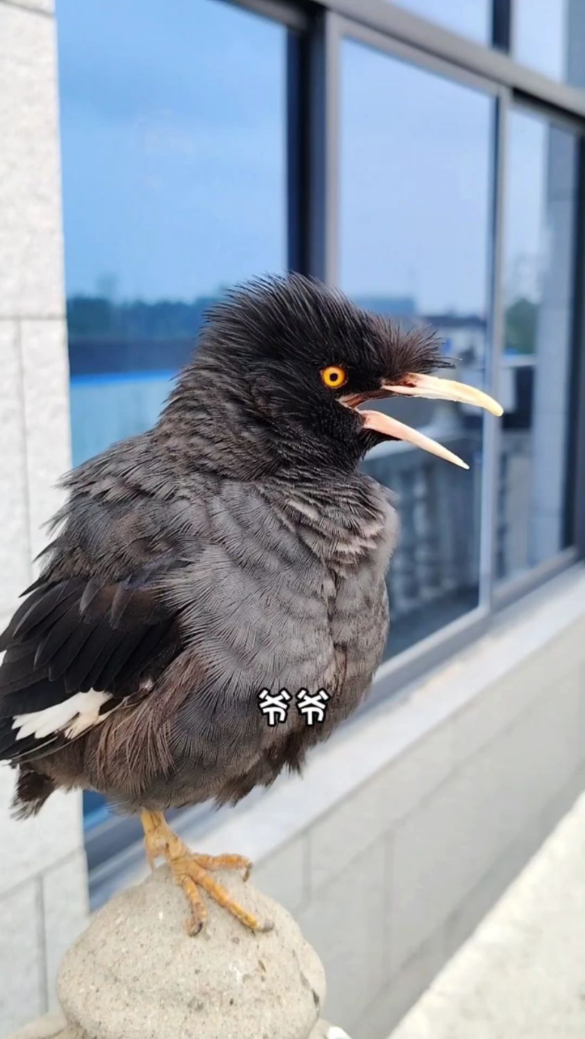 会说话的八哥小鸟叫爷爷 还会说爷爷我爱你