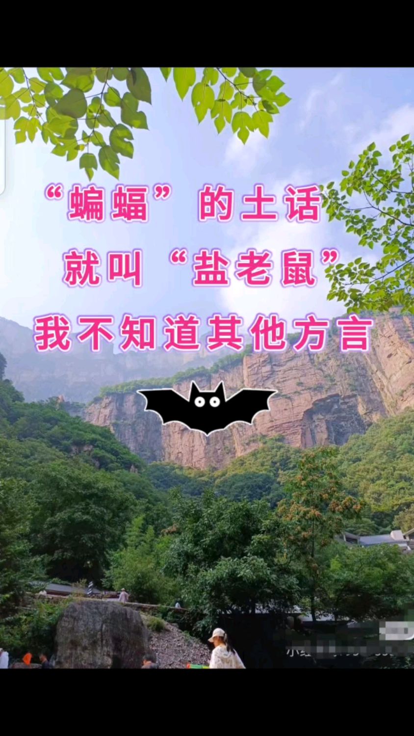 "蝙蝠"的土话就叫"盐老鼠",我不知道其他方言