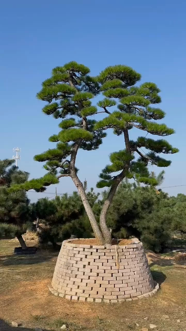 丽景造型黑松图片