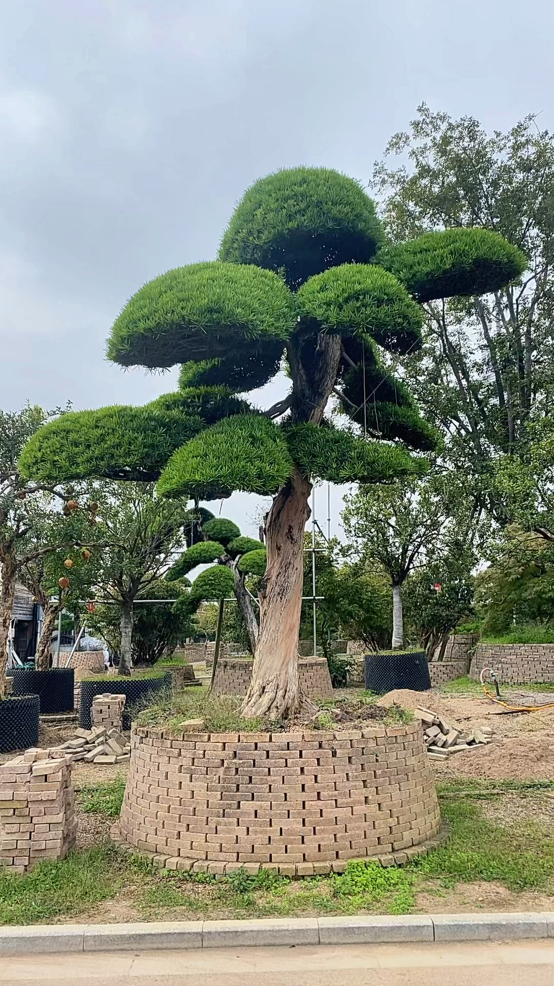 直杆罗汉松造型图片图片