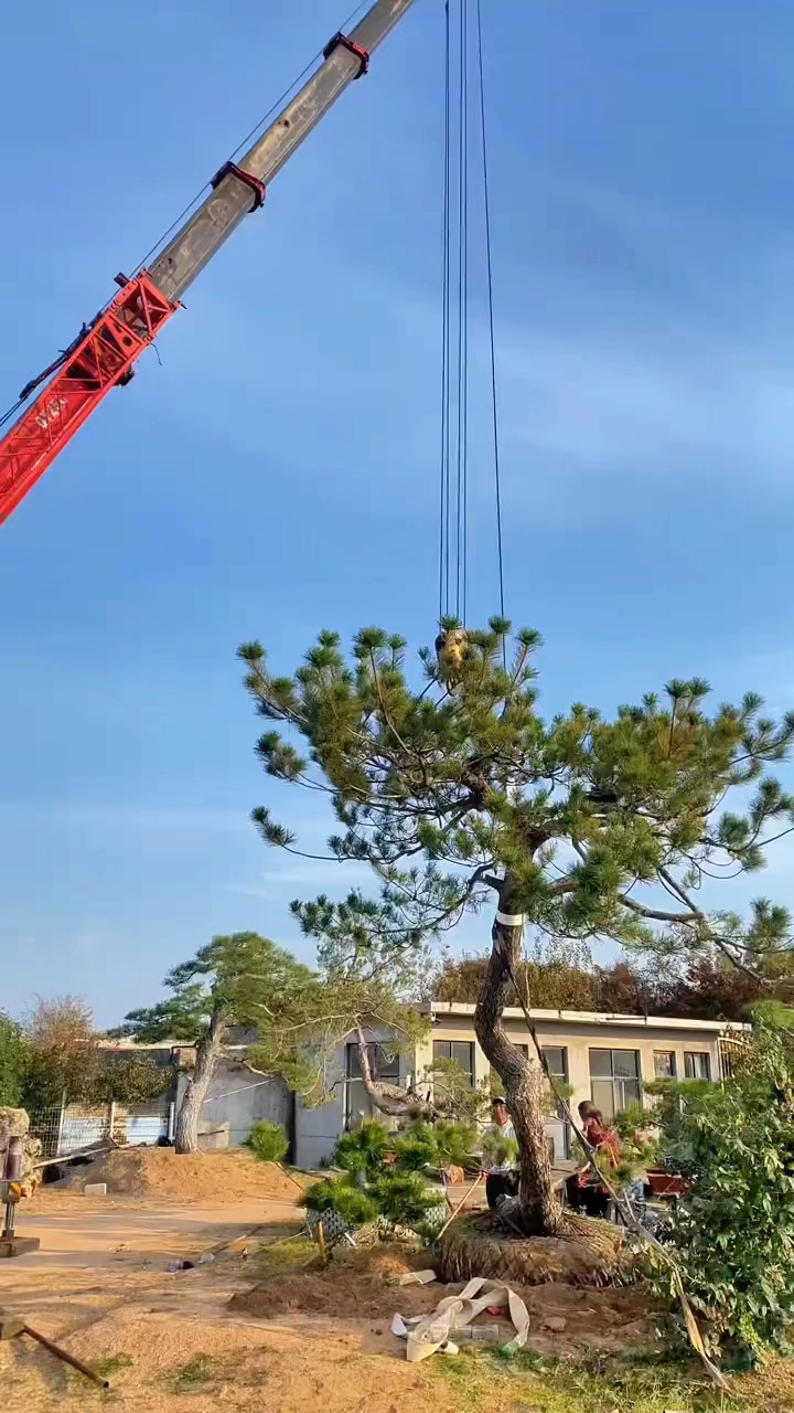 大型临水造型黑松