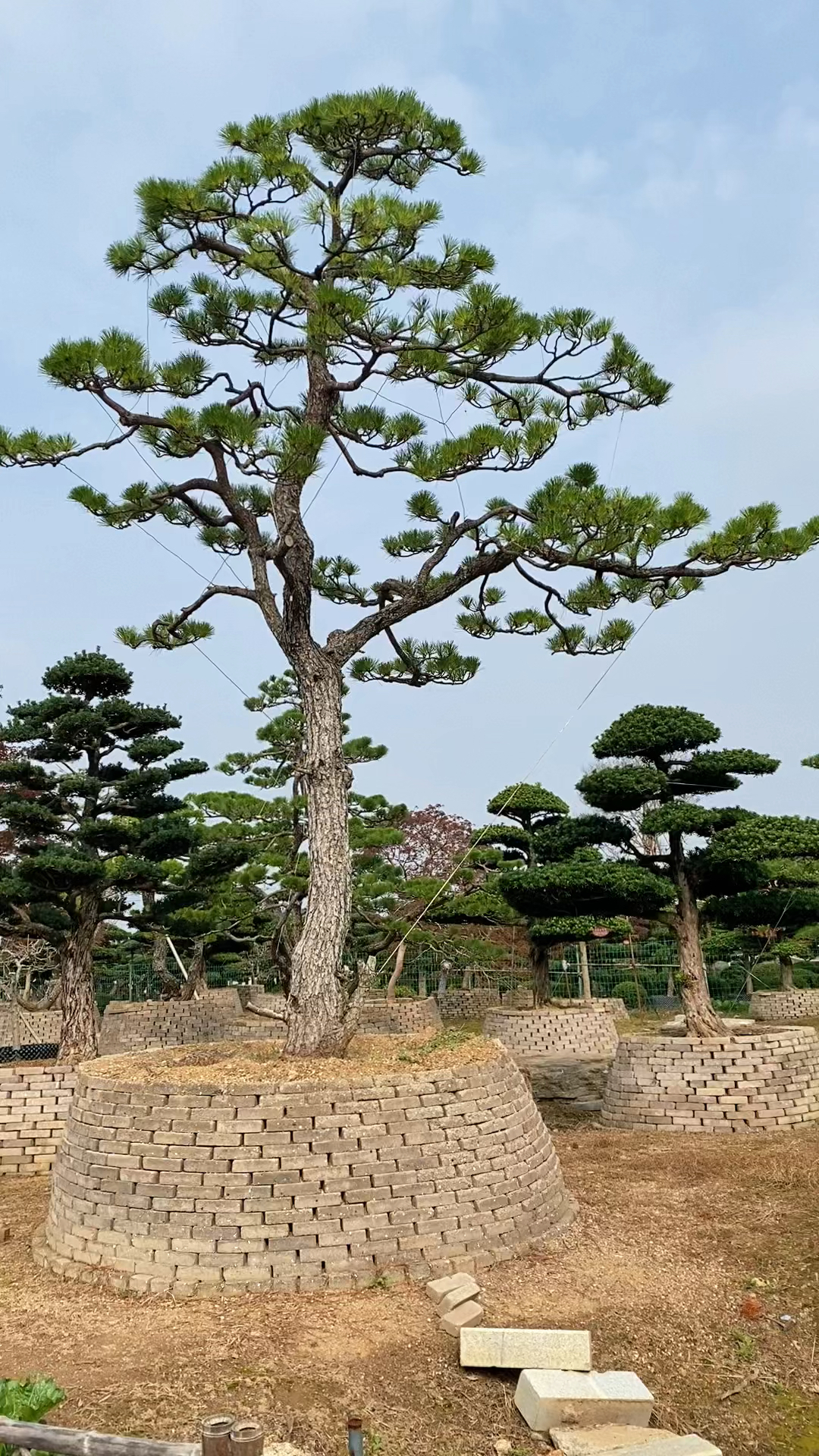 迎客造型精品黑松