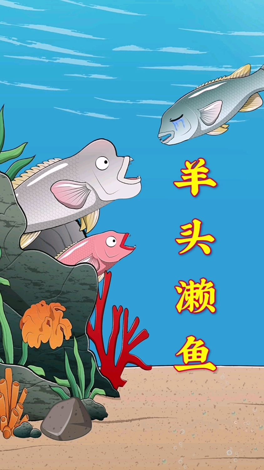 别小瞧亚洲羊头濑鱼,它可是海底的"性别魔法师"