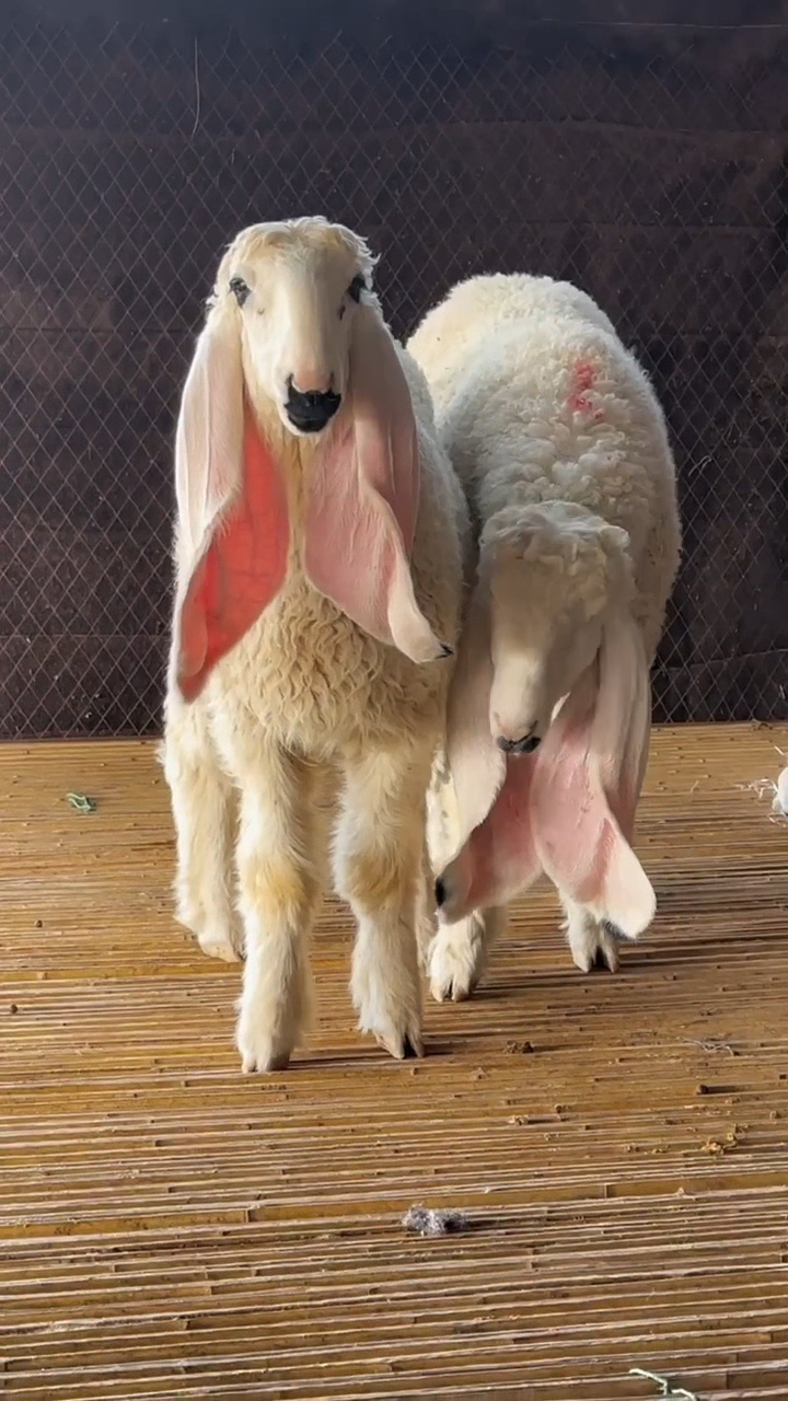 三代龙凤胎瓦格吉尔羊