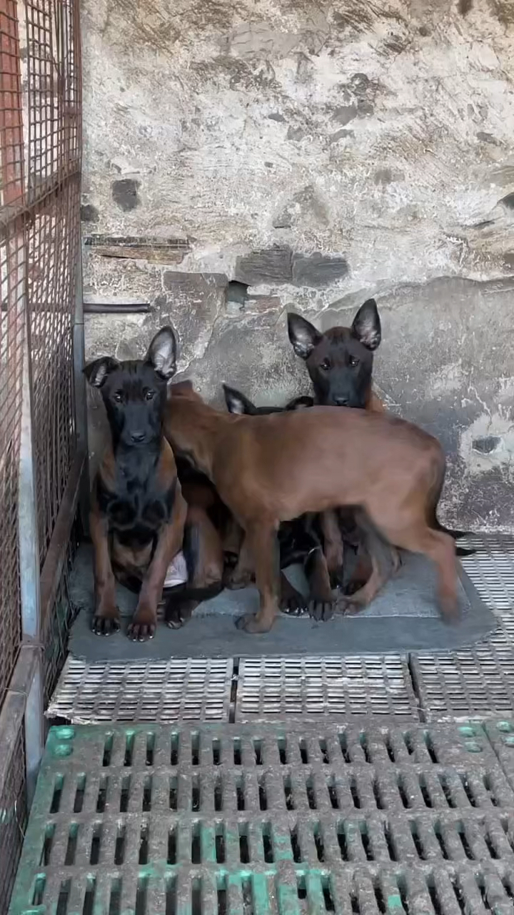 爆红马犬的来历图片