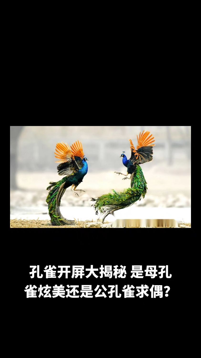 孔雀开屏大揭秘呀