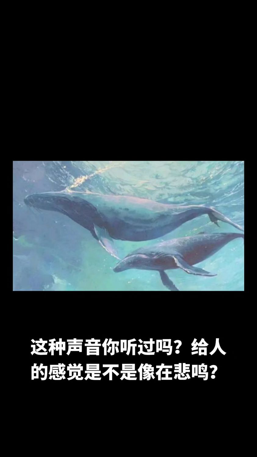 蓝鲸为什么发出悲鸣声