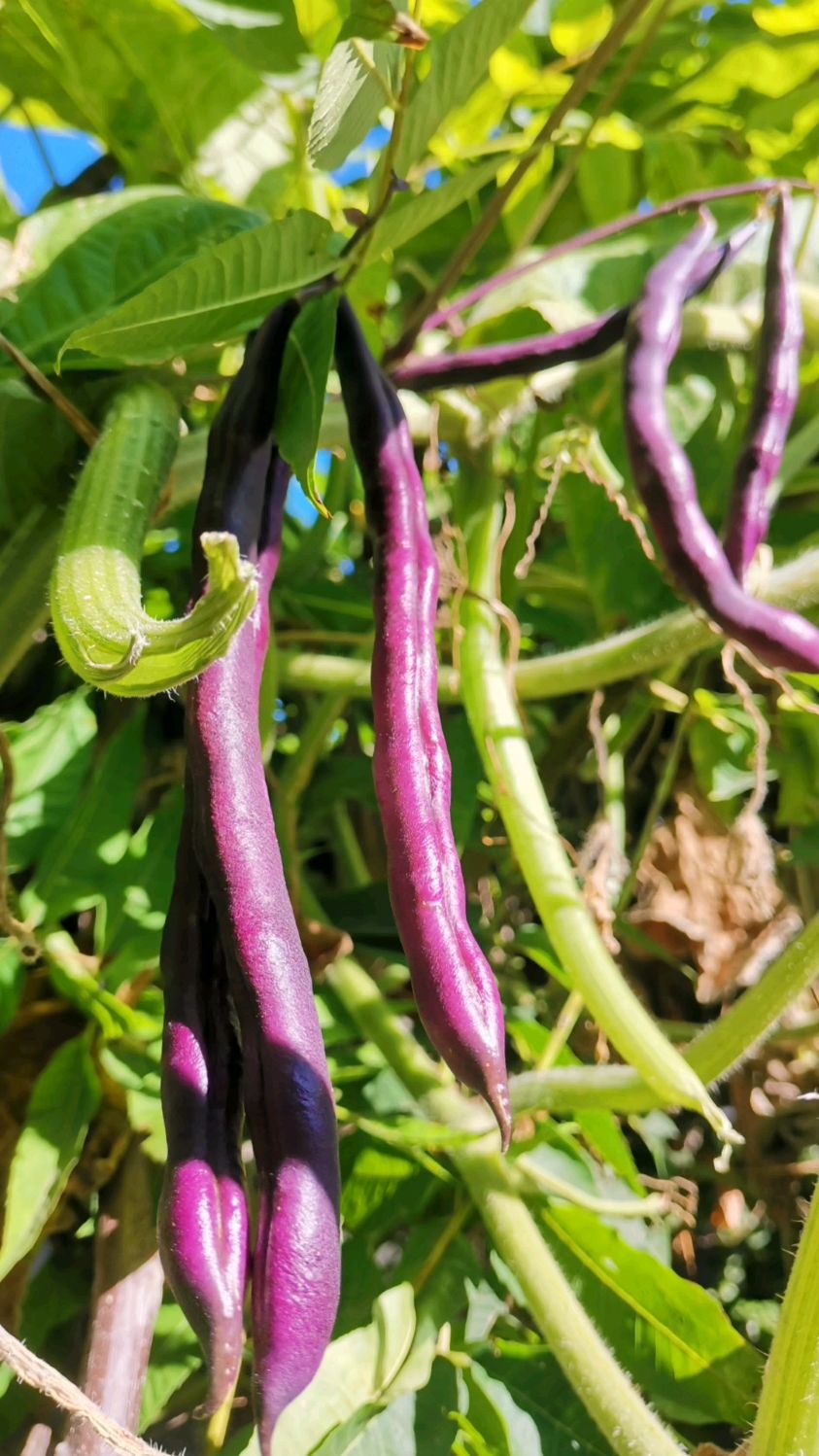 紫豆角经历夏日高温多雨的磨难,豆芽菜般细的秧苗也能结出来硕果
