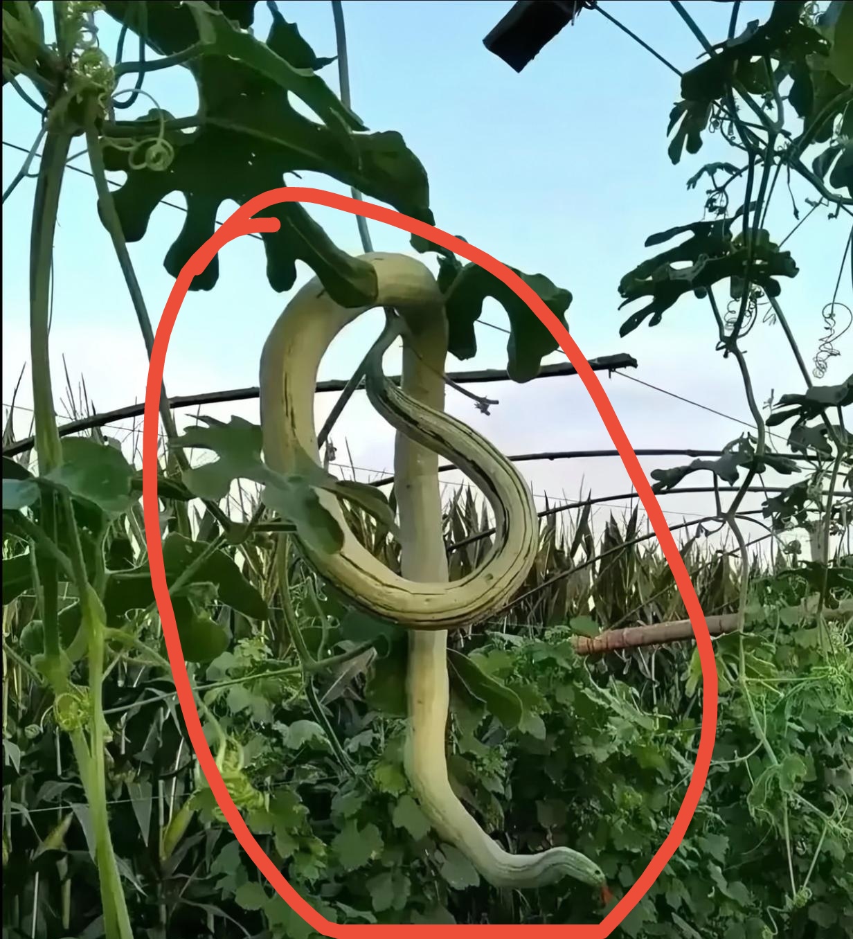 白天和妈妈一起去菜地采摘蔬菜,正忙碌时,一条"蛇"赫然入目,把我瞬间