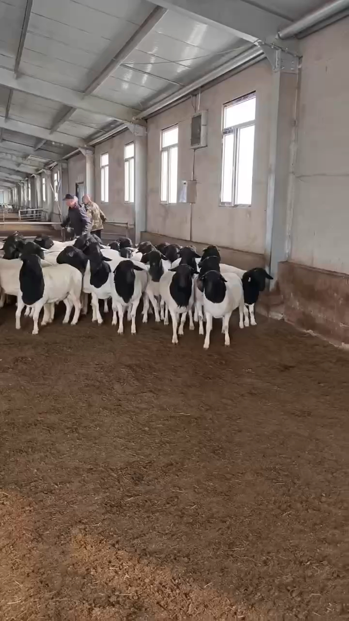 外地养殖户场区自由挑选黑头杜泊绵羊现场