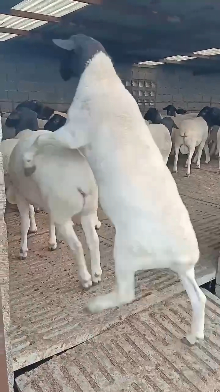 黑头杜泊绵羊母羊圈里的种公羊忙得不亦乐乎