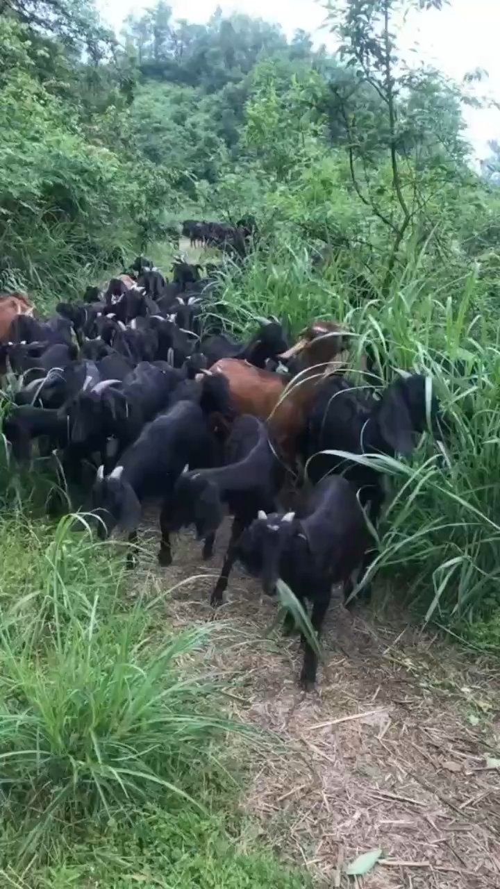 山区纯放养黑山羊