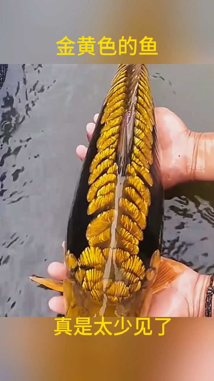 金黄色的鱼,真是太少见了