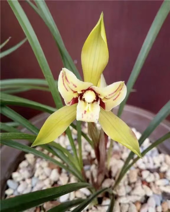 春兰金黄三星蝶,色花三星蝶,南杨兰苑自然土栽露天兰花!