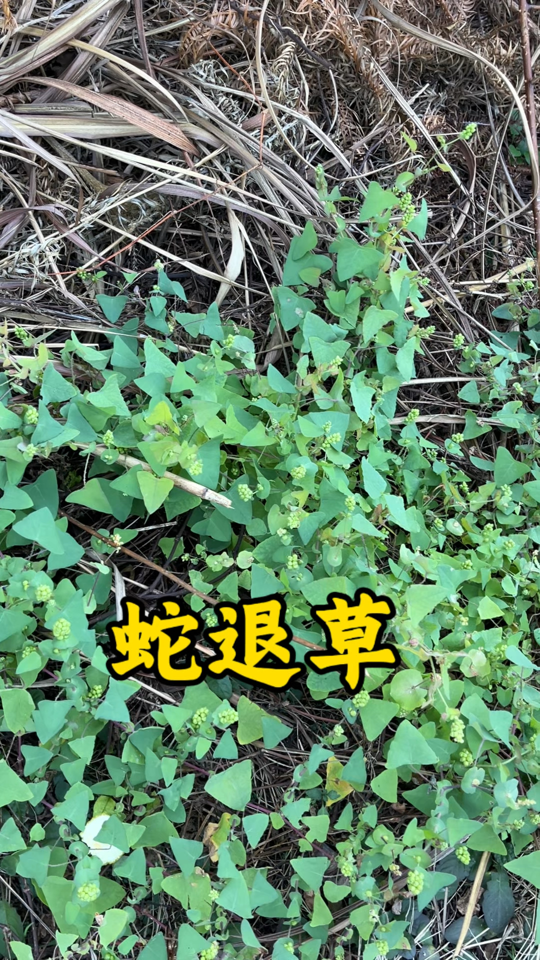 蛇看到后退掉草,遇见别不认识,你那里见过吗