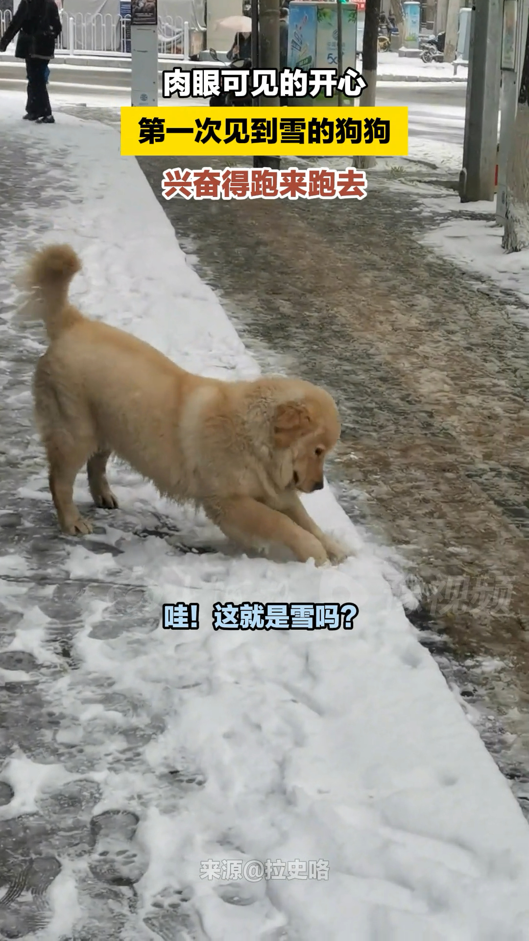 狗玩雪表情包图片