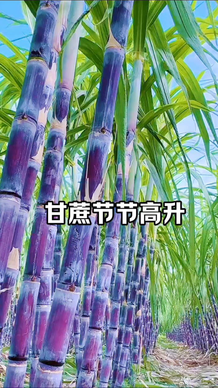 紫色甘蔗节节高升