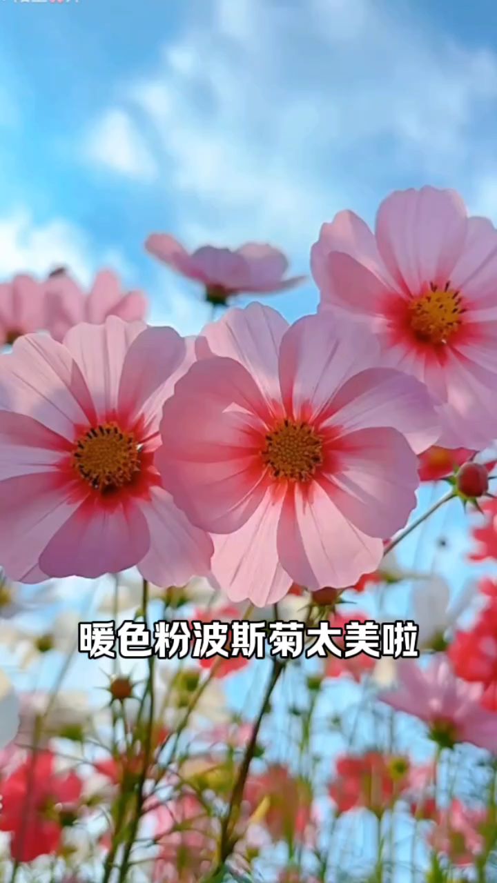 暖色粉波斯菊太美啦吧