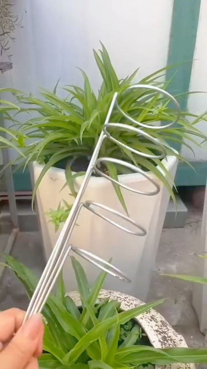 给吊兰做个支架,让小分枝立起来
