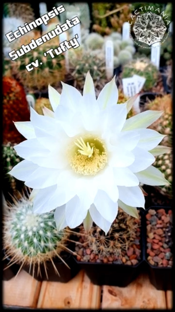 白色仙人球的花,很仙