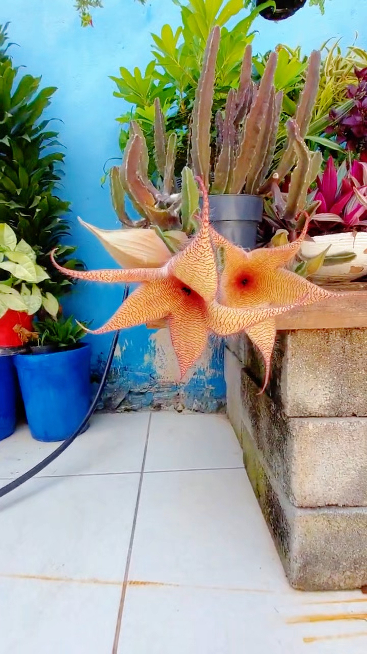 多肉植物龙王角开花,星如海星,有异味
