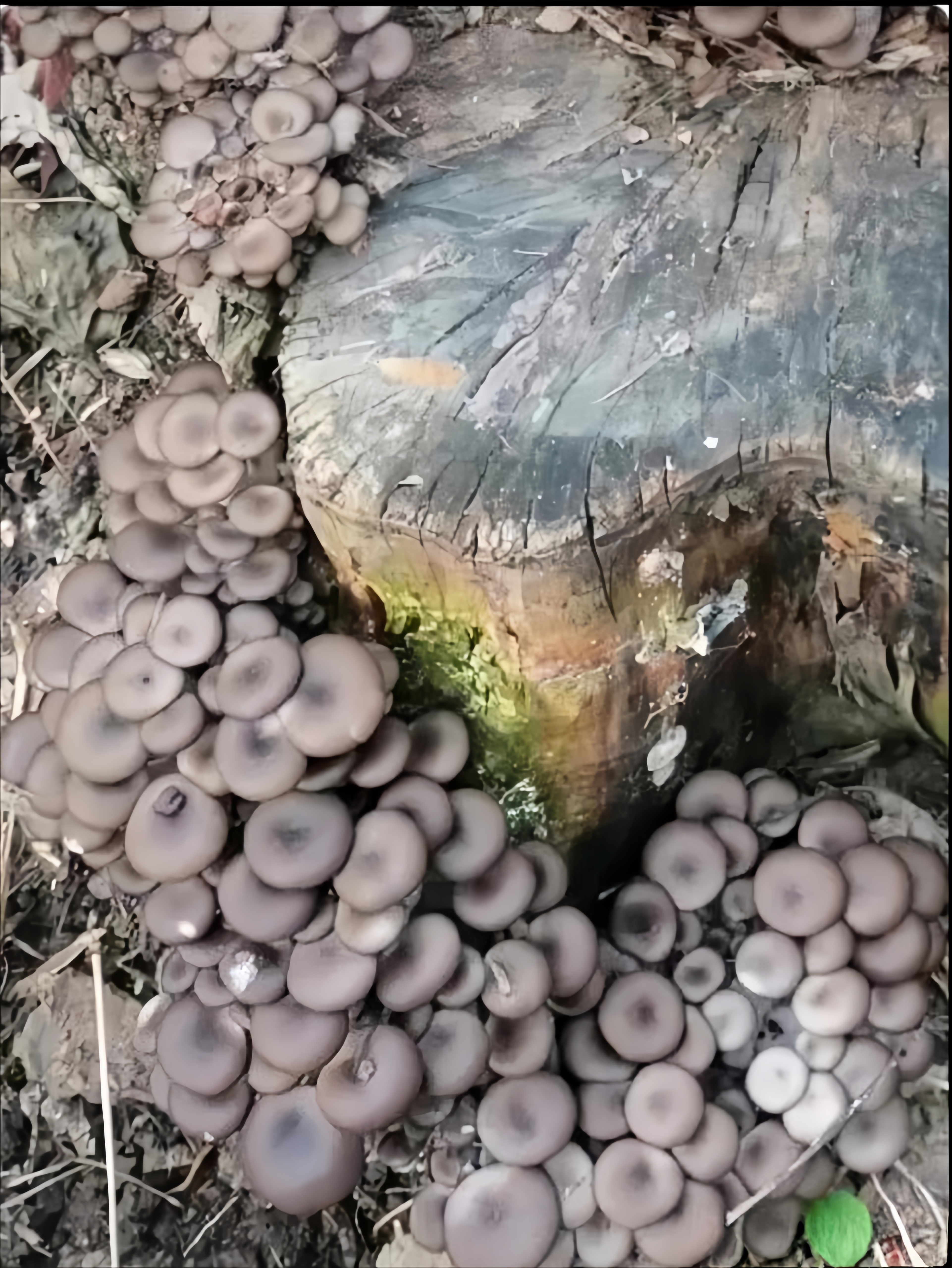 和村里的小姐妹去山上打柴火路过一颗枯萎的树桩周围长这些蘑菇色泽
