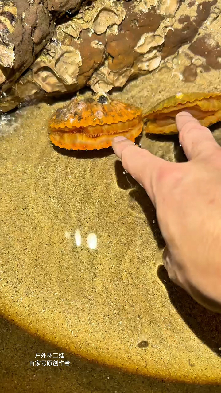 赶海今天吃饱了哦