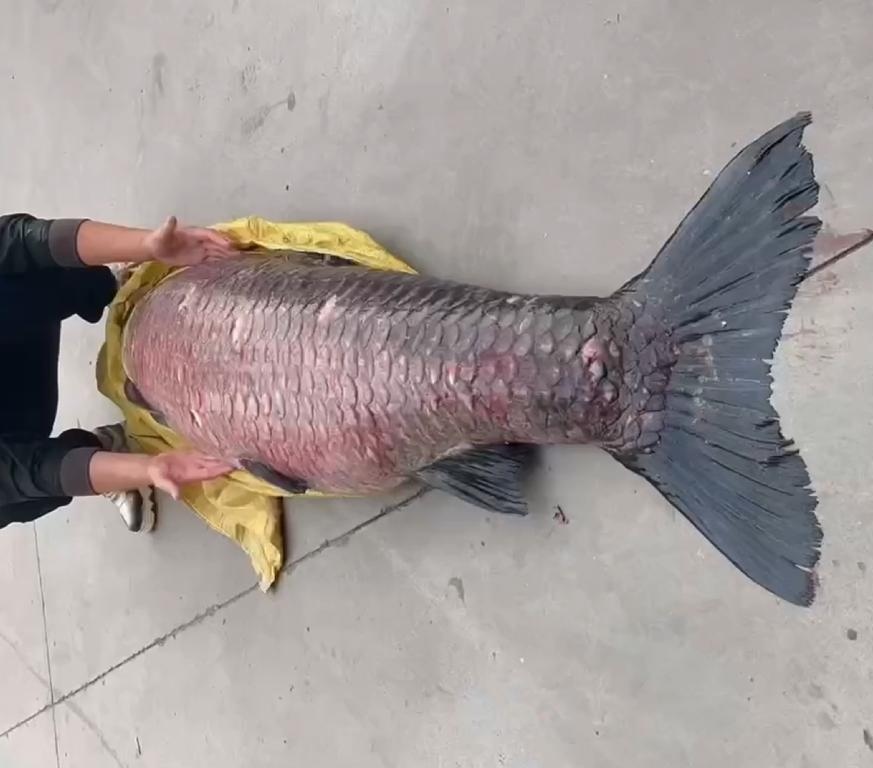 水库航拍到上百斤一条的鱼青鱼图片青鱼可以长多大杀青鱼图片百斤大