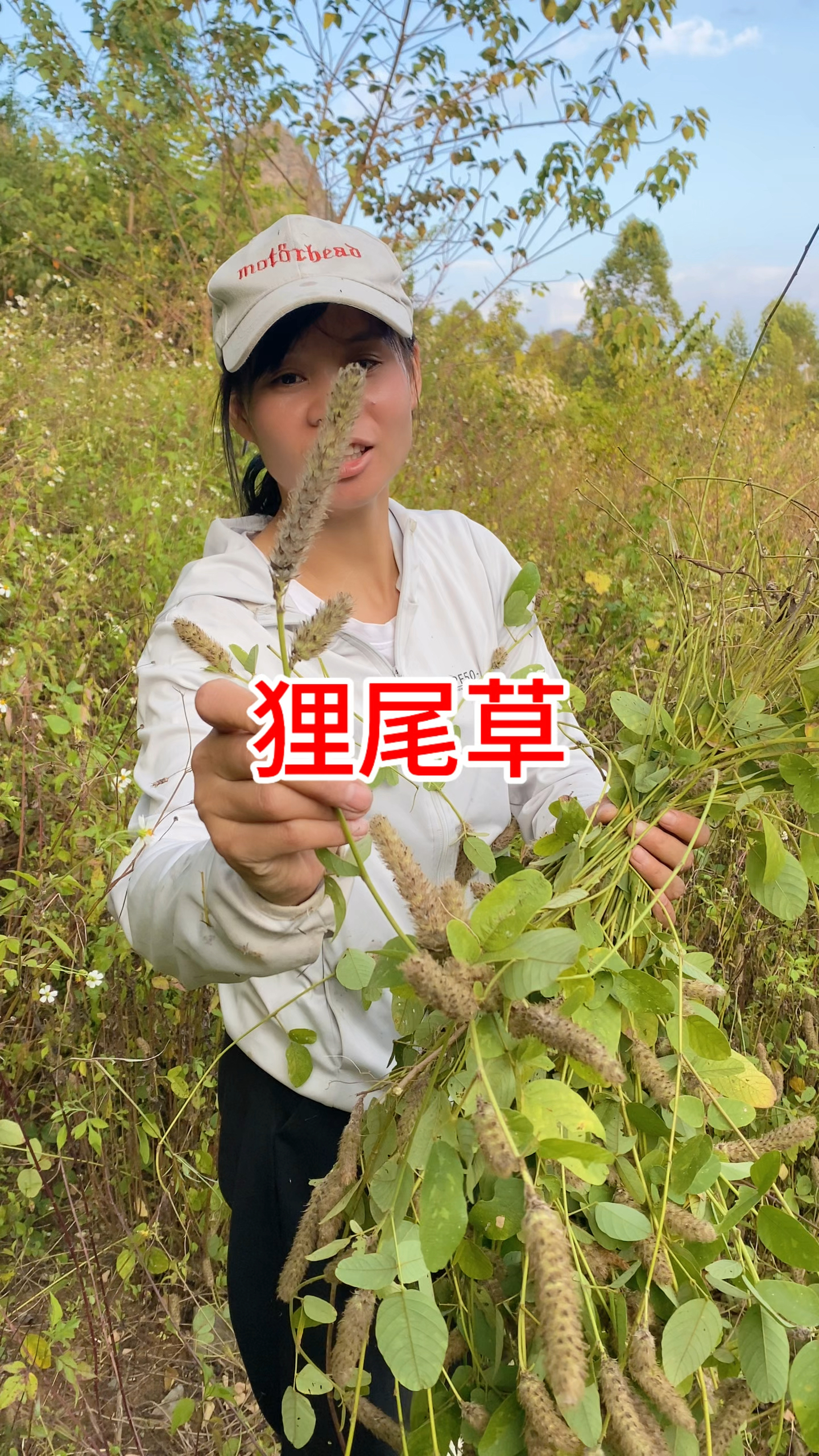 鲤鱼尾草中药的图片图片