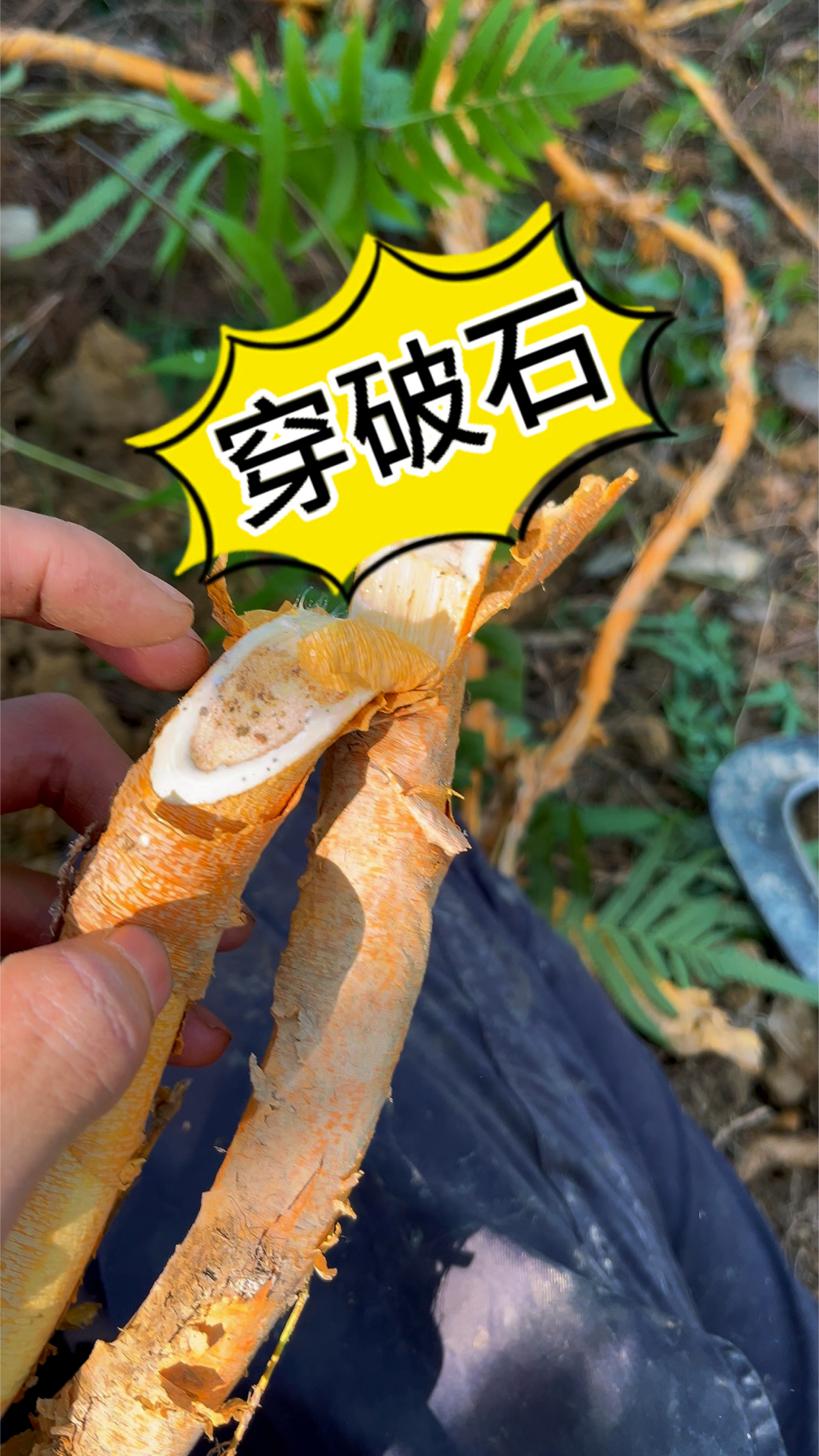 穿山龙红宝石的神奇功效(穿山龙红宝石的神奇功效与作用) 第2张