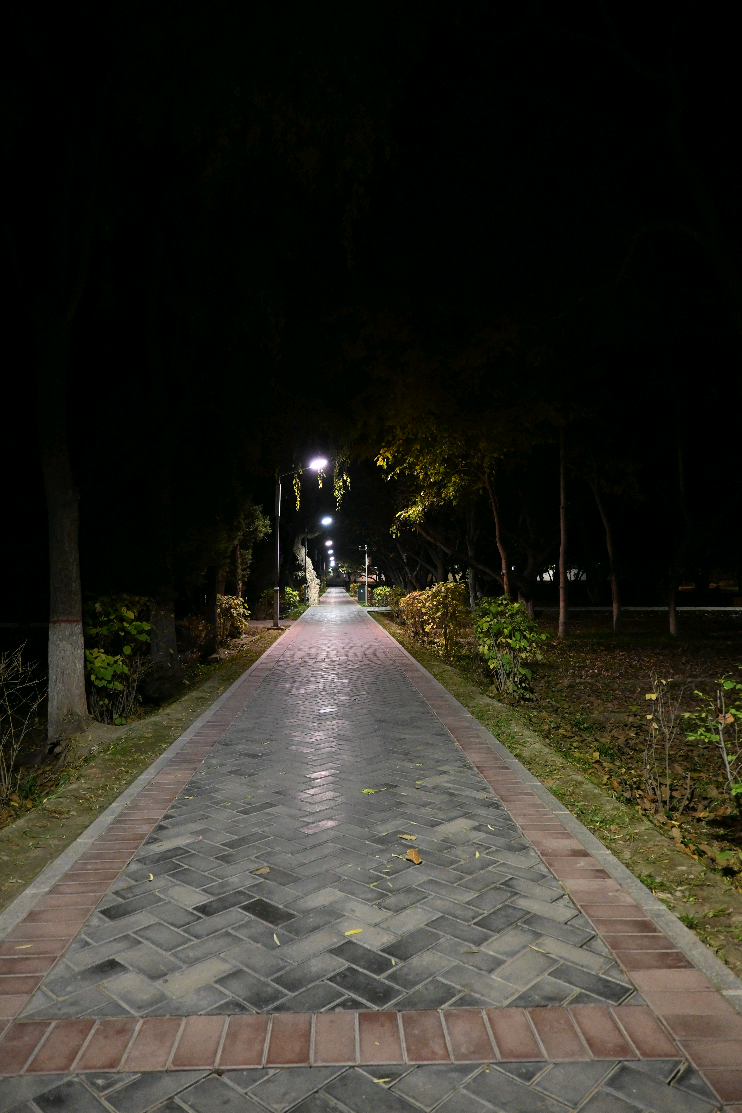 路图片真实桥头草里真实夜里图片晚上绿化带图片江苏无锡夜晚灌木丛