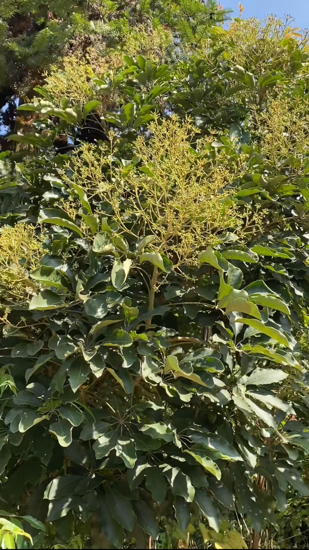 顶级花蜜鸭脚木冬蜜蜜源植物长什么样