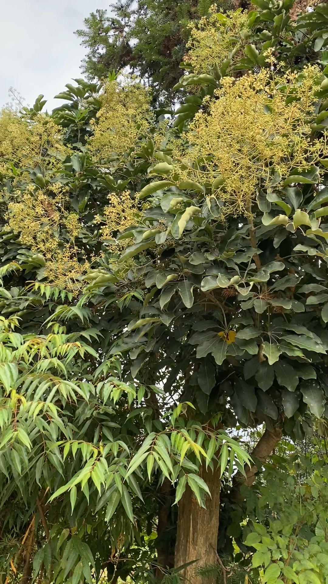 鸭脚板植物图片图片