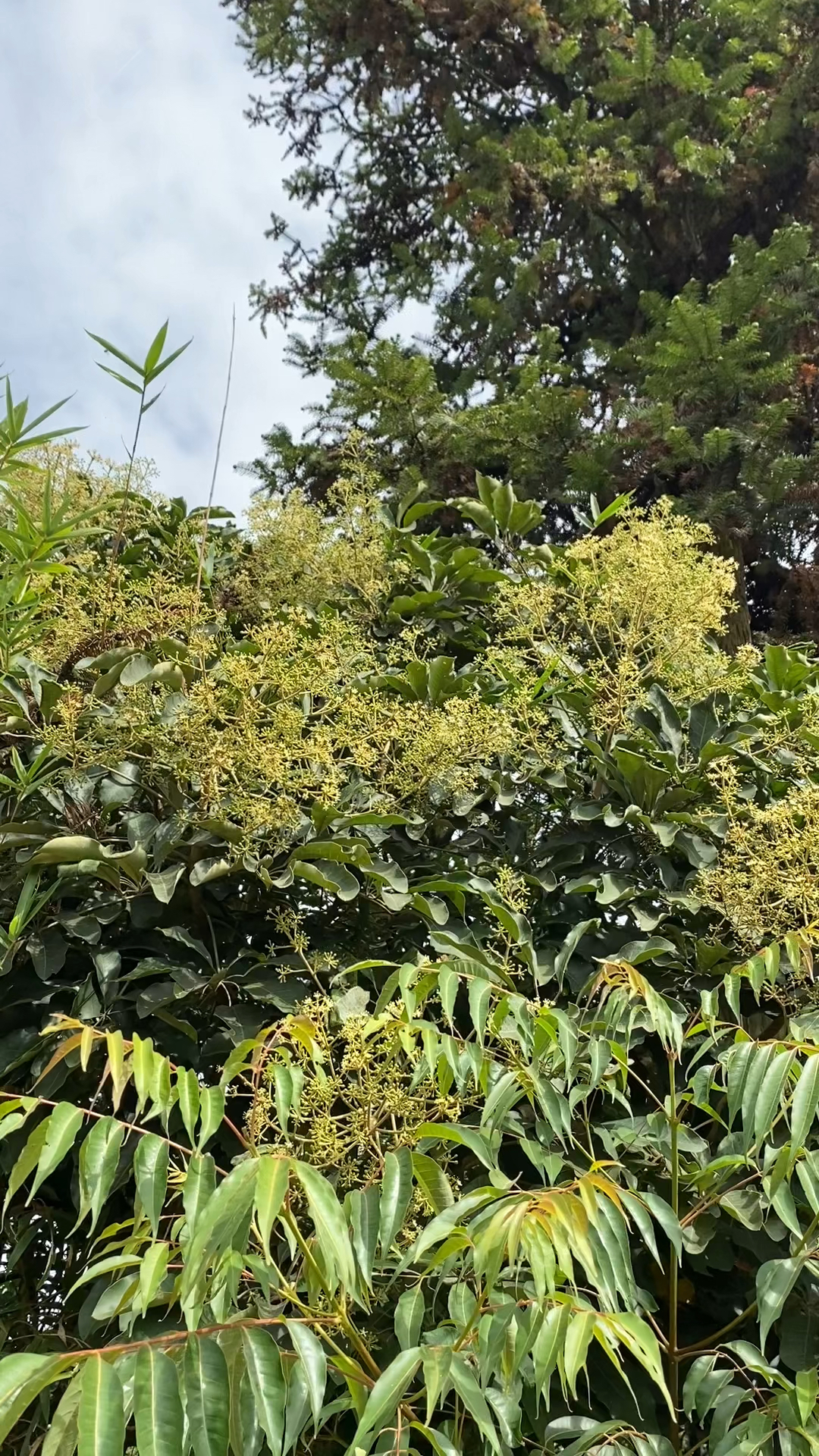 鸭脚木冬蜜百分之百是野生蜂蜜