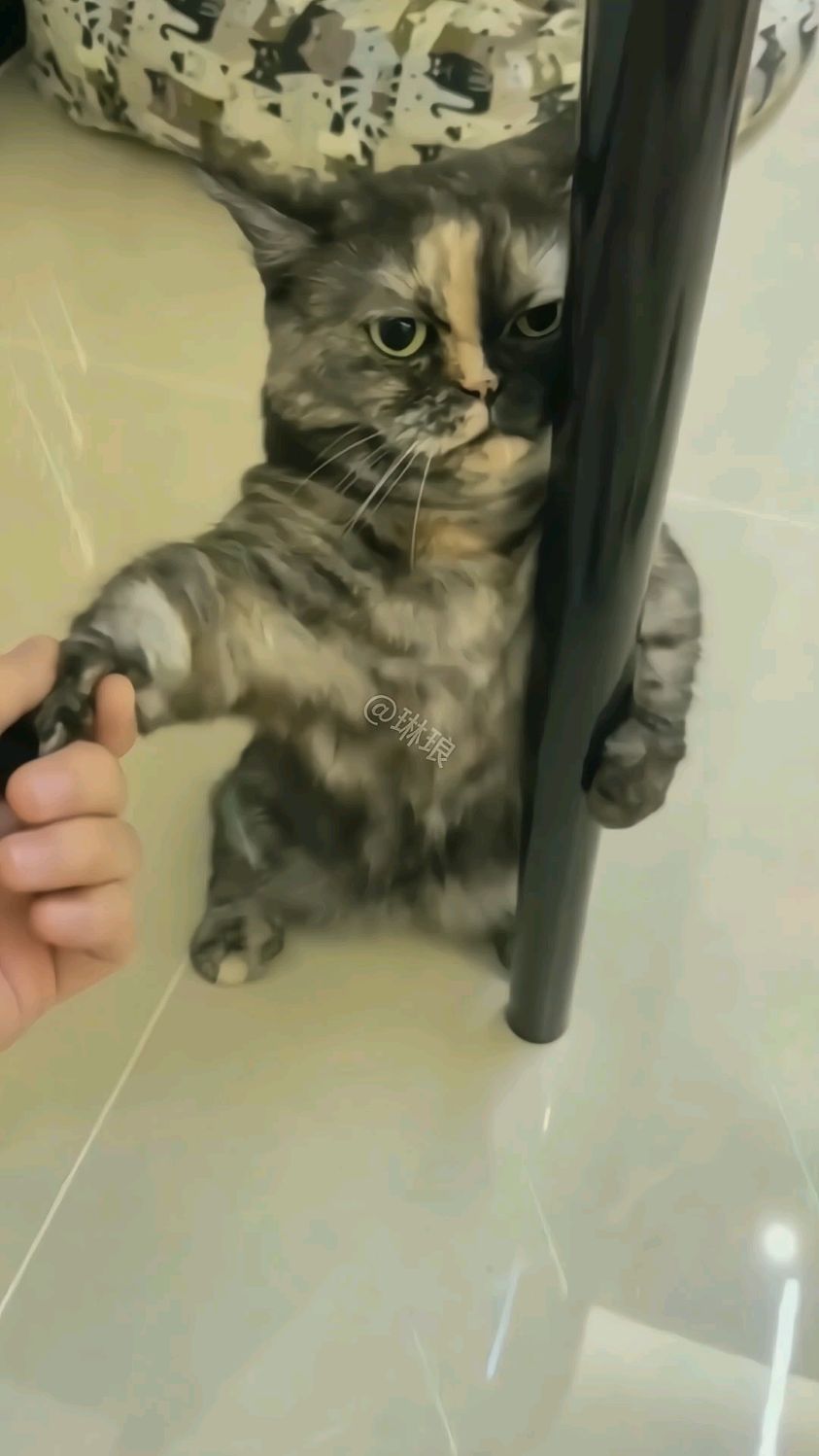 气鼓鼓的猫咪#猫咪