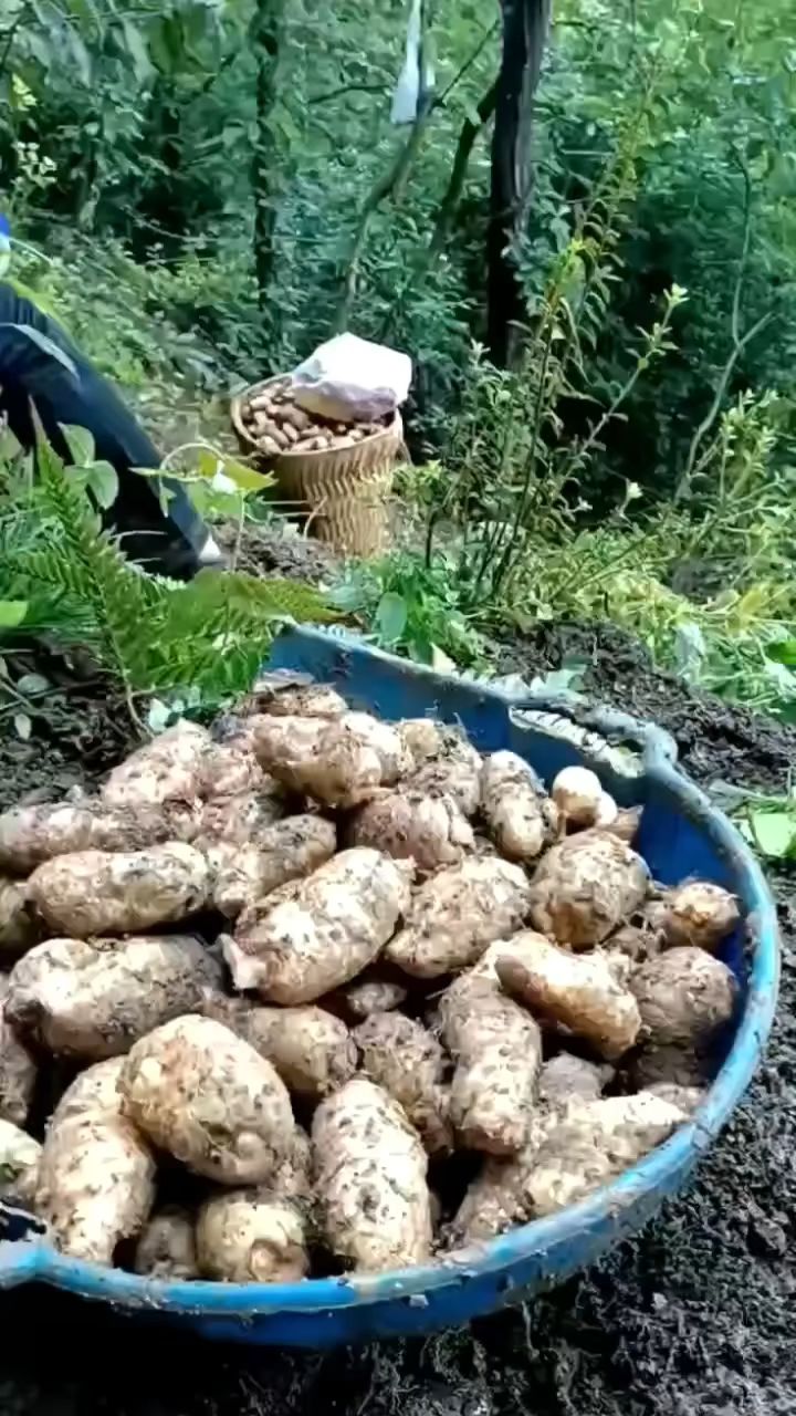 小草坝天麻,生长在海拔2200米,温暖湿润的土壤,常年多雨寡照