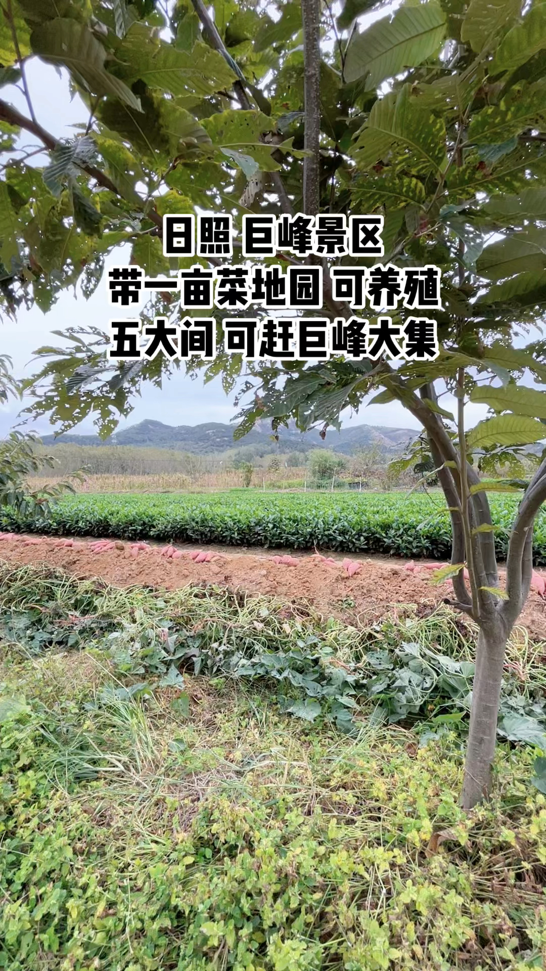 日照岚山韩邦峰一案图片