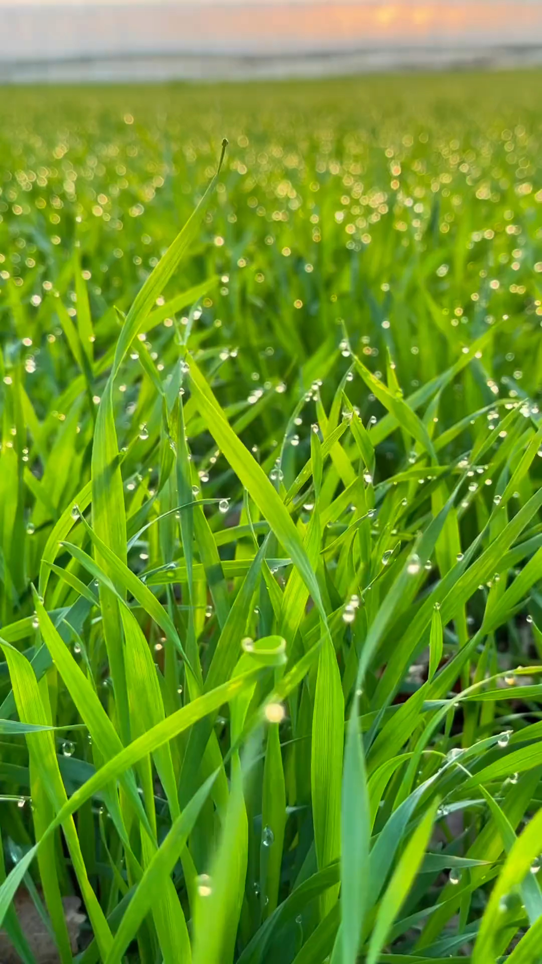 麦苗的样子图片