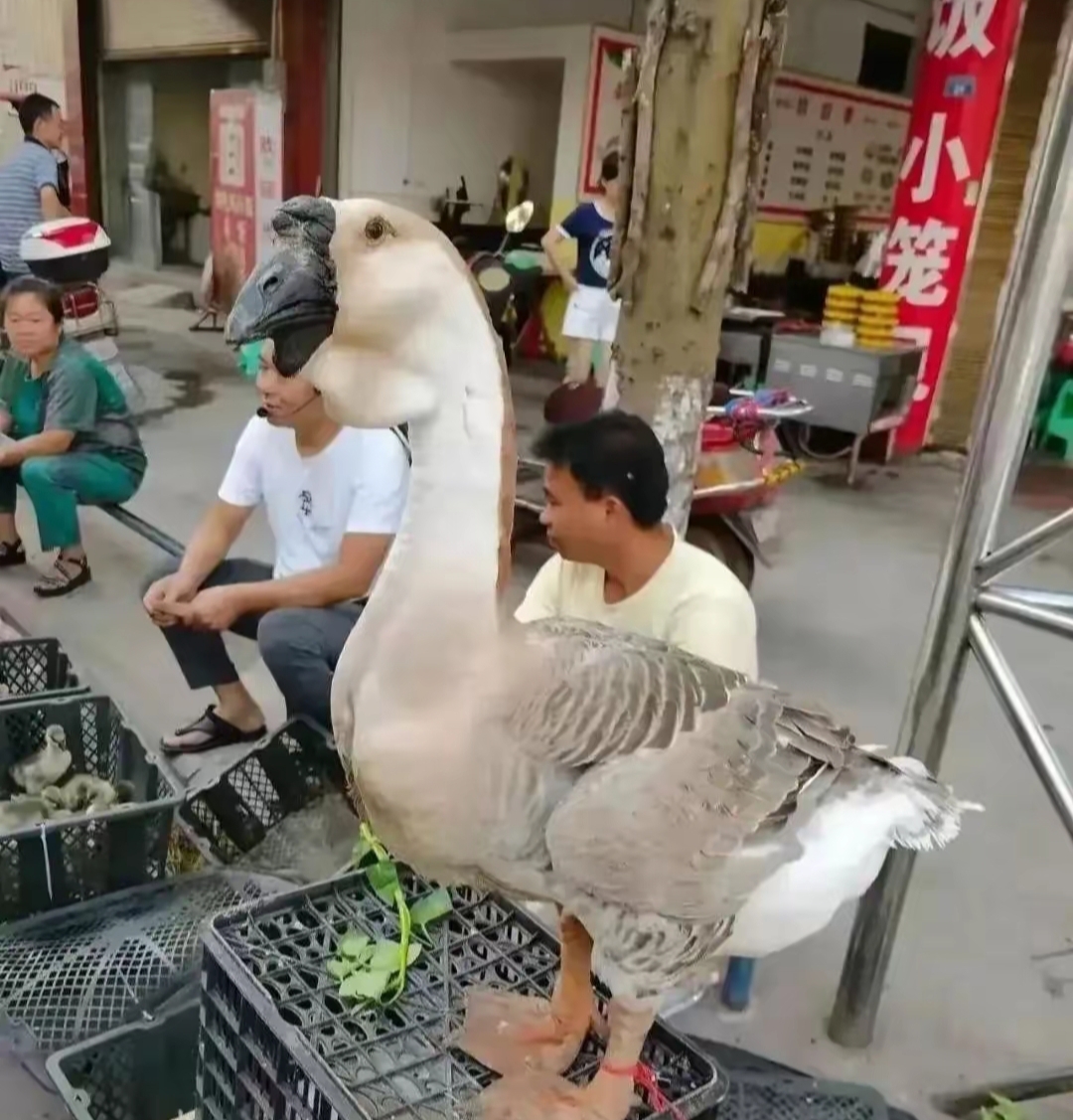 有个老板养了七八年的狮头鹅他说能卖到三千块真的假的?