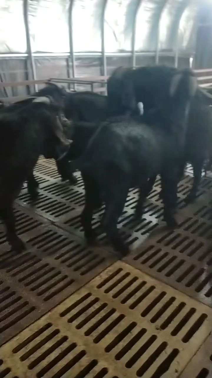 努比亚种公羊黑山羊
